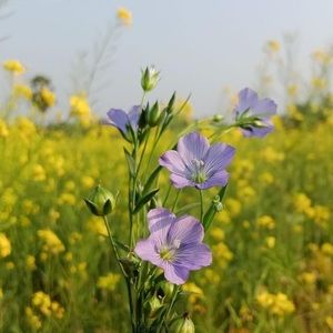 Meet your Posher, Nusrat